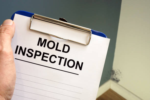 Why You Should Choose Our Mold Remediation Services in Almont, MI